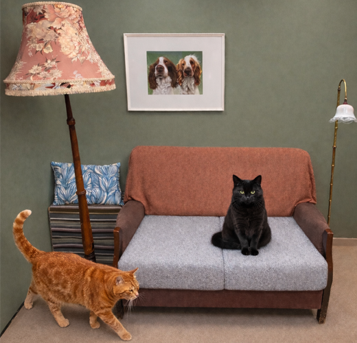 Cat Clinic img