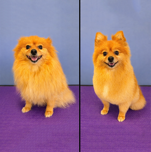 Dog Grooming Service img