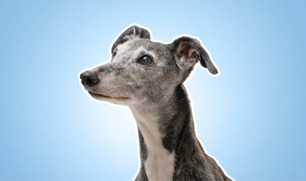 older pet health checks services img