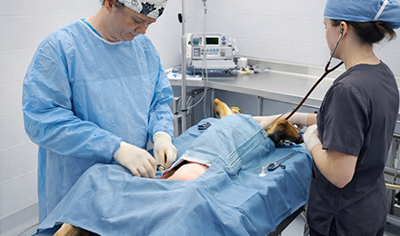 service Surgery & Orthopedic img